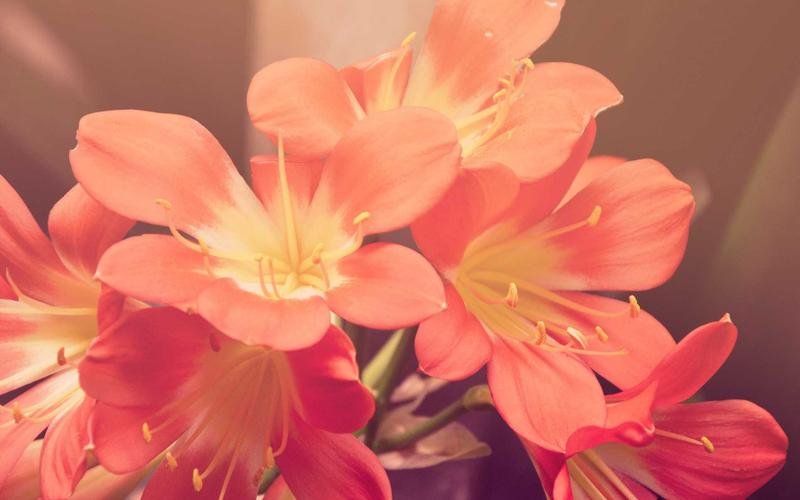 Safari Adventures: Best Wildlife Experiences in Africa